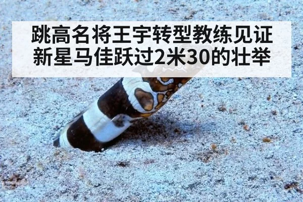 跳高名将王宇转型教练见证新星马佳跃过2米30的壮举